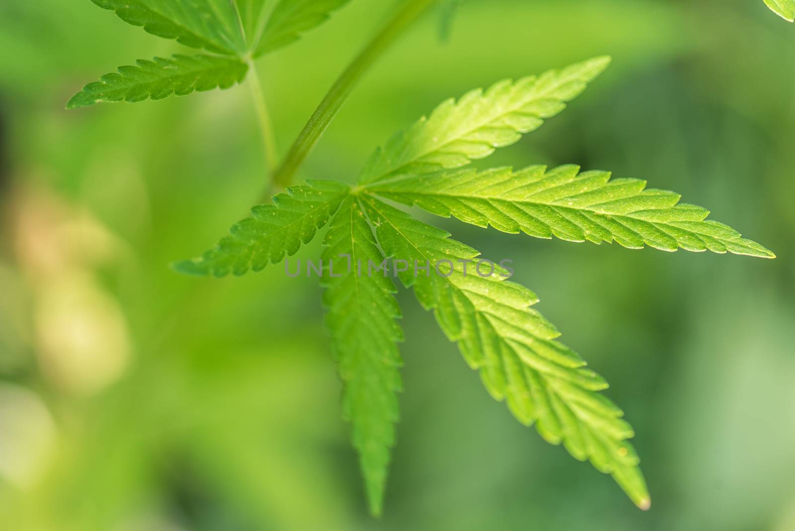 Cannabis bush close up. Drugs or medical marijuana. Copy space for text.