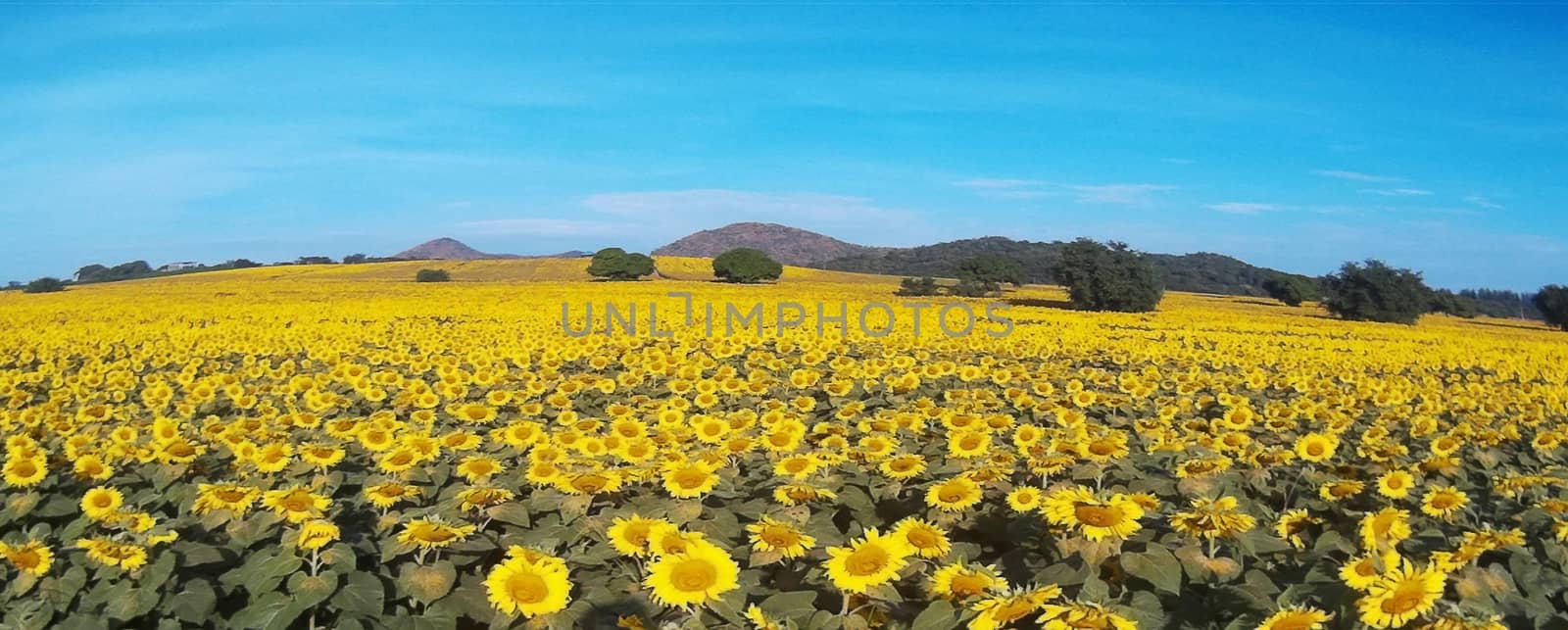field of blooming sunflowers  by ideation90