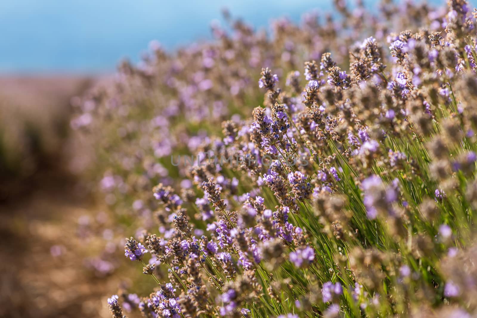 Close up of blossoming lavender in a field.