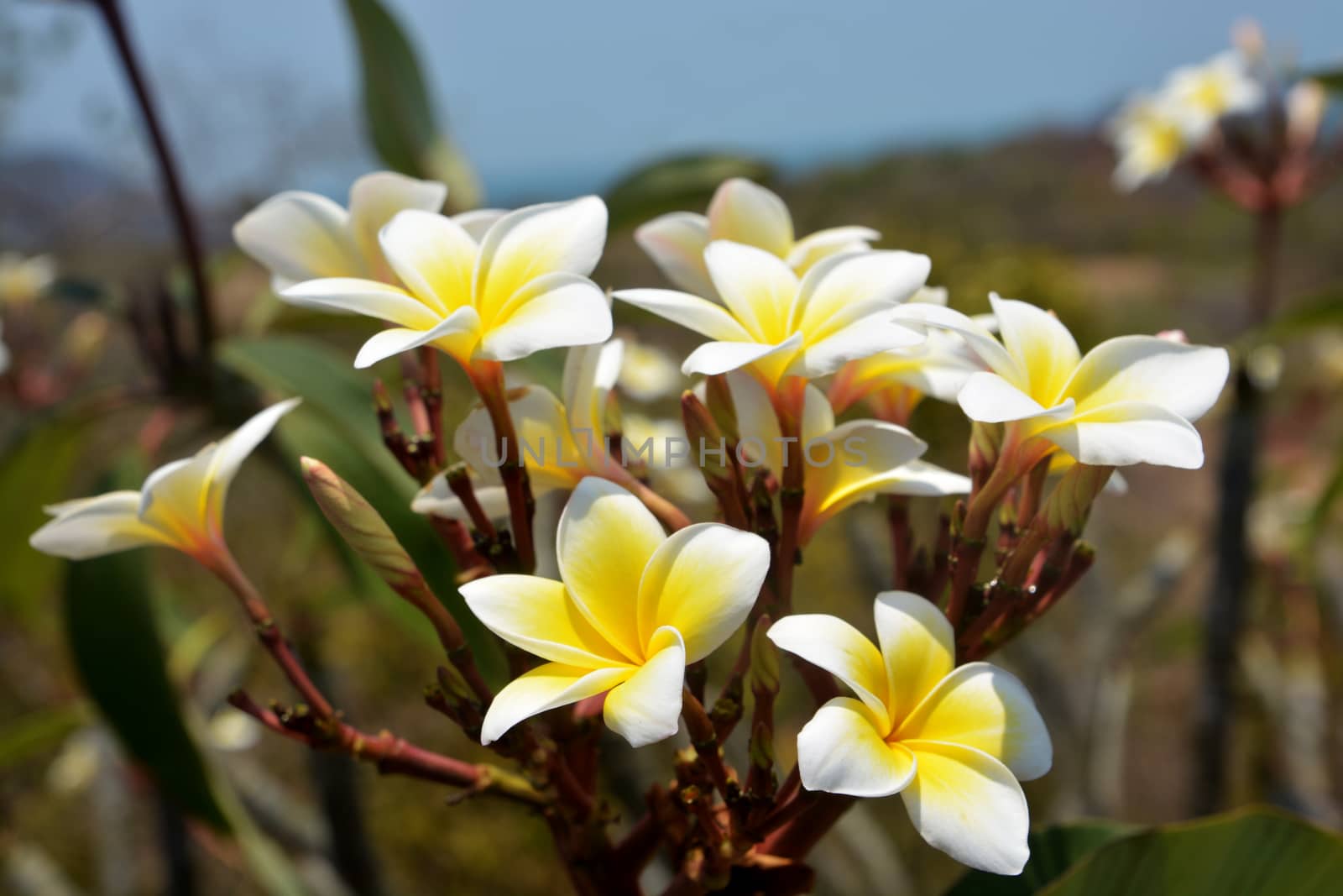 A branch with yellow frangipani flowers by ideation90