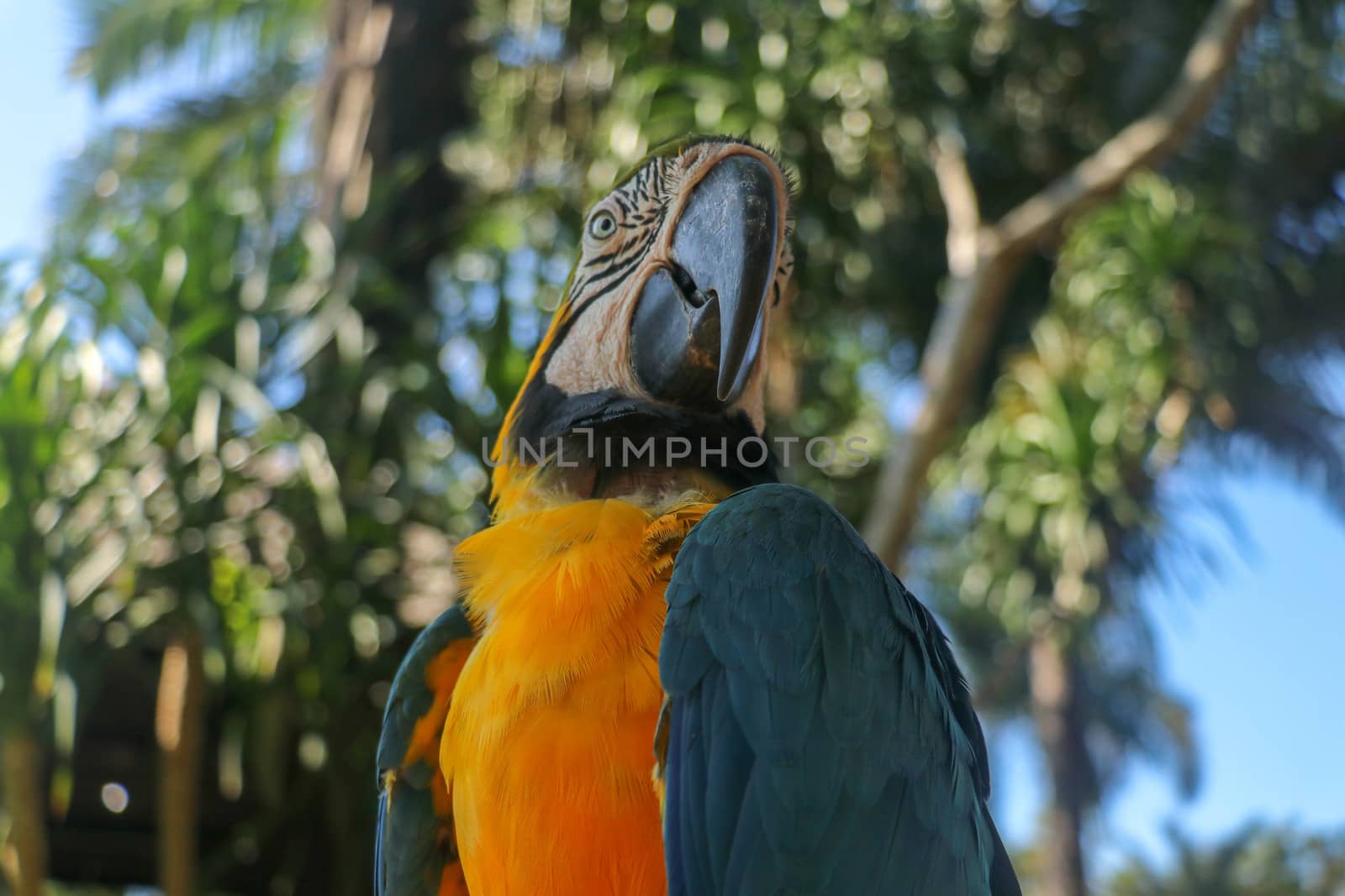 Close up portrait of blue and yellow macaw at Bali Bird Park ZOO. Blue-yellow macaw parrot portrait. Macro portrait of a beautiful Ara Ararauna. Exotic travel concept background Blue-and-Gold Macaw.