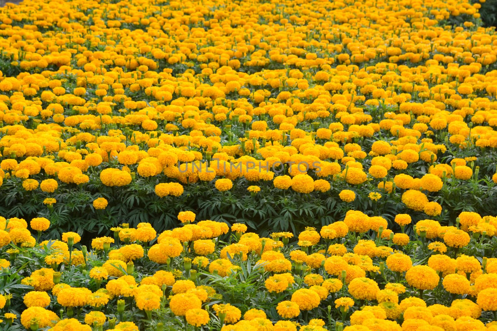 marigolds flowers