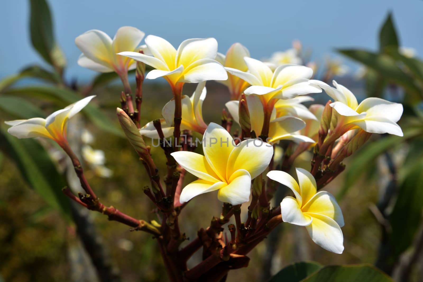 A branch with yellow frangipani flowers by ideation90