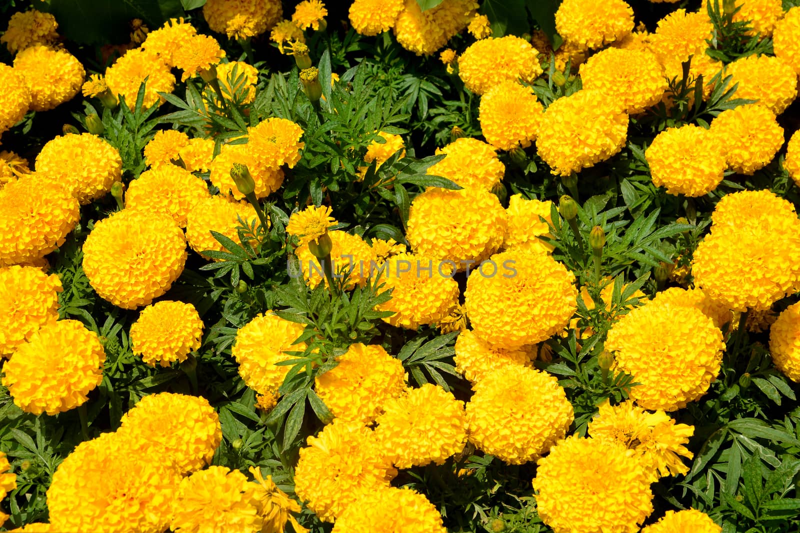 marigolds flowers by ideation90