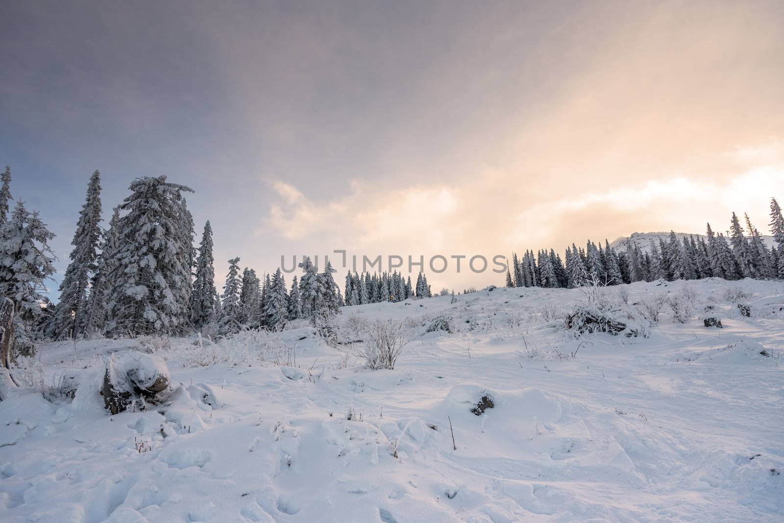 Snowy landscape at sunset, frozen trees in winter in Bulgaria.