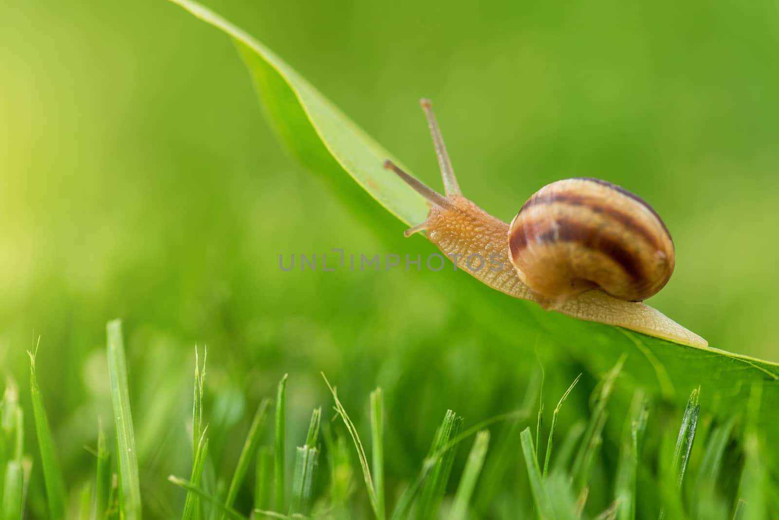 Lovely snail in grass with morning dew, macro, soft focus.