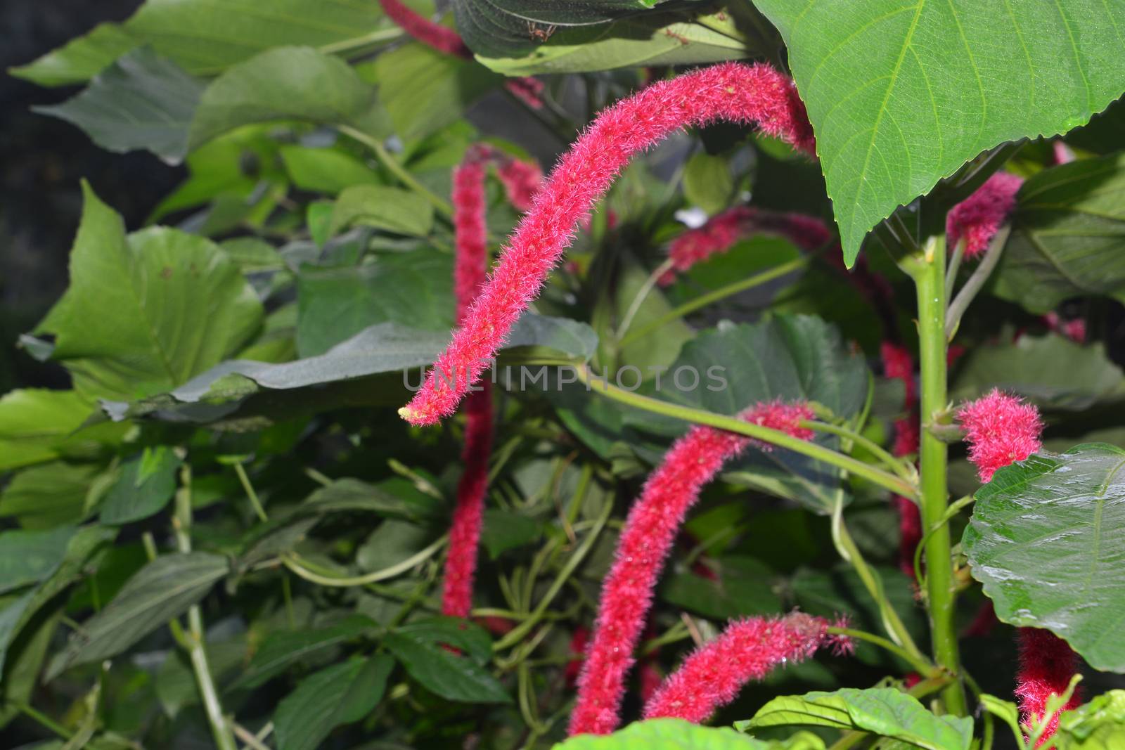 Chenille copper leaf, Red hot cat's tail, Puzzy Tail, Chenille Plant, Monkey Tail