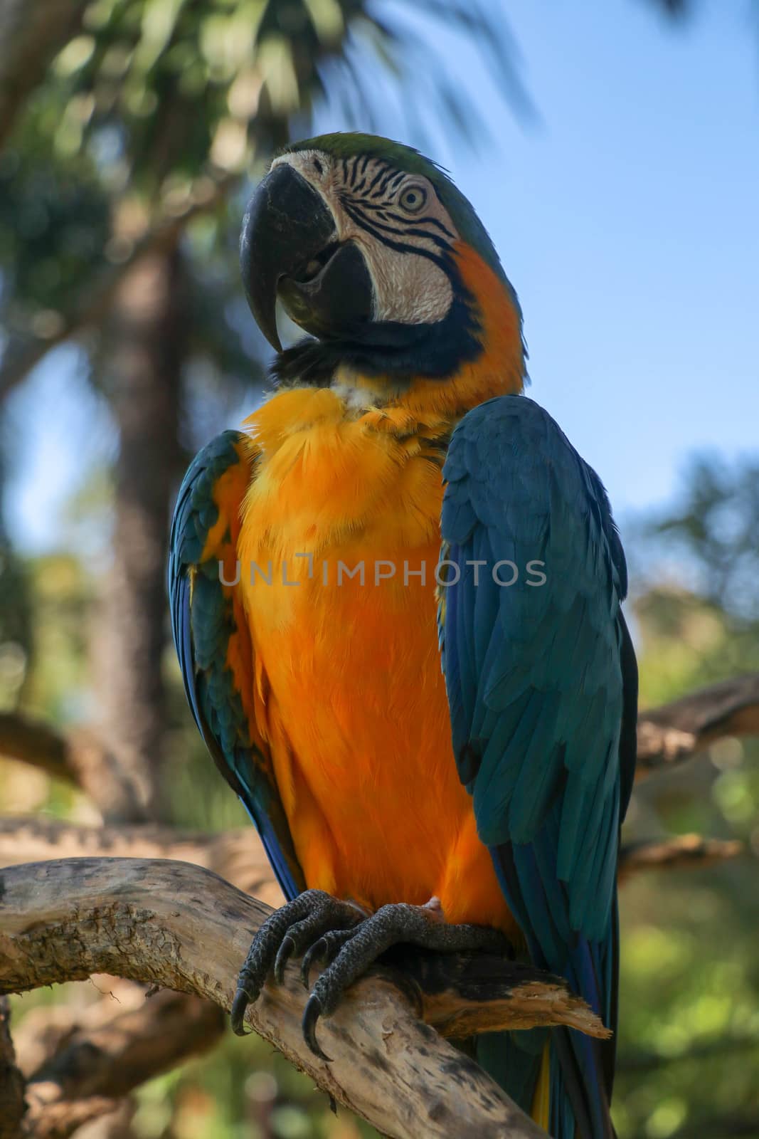Beautiful colourful Ara Ararauna over tropical background. Blue-and-yellow macaw at Bali bird park ZOO. Blue-and-gold macaw, bird of Psittacidae family. One of the most famous parrots of the world.