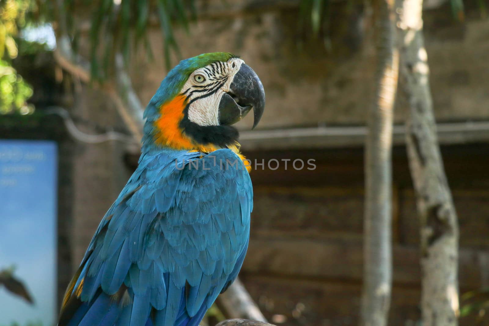 Close up portrait of blue and yellow macaw at Bali Bird Park ZOO. Blue-yellow macaw parrot portrait. Macro portrait of a beautiful Ara Ararauna. Exotic travel concept background Blue-and-Gold Macaw.