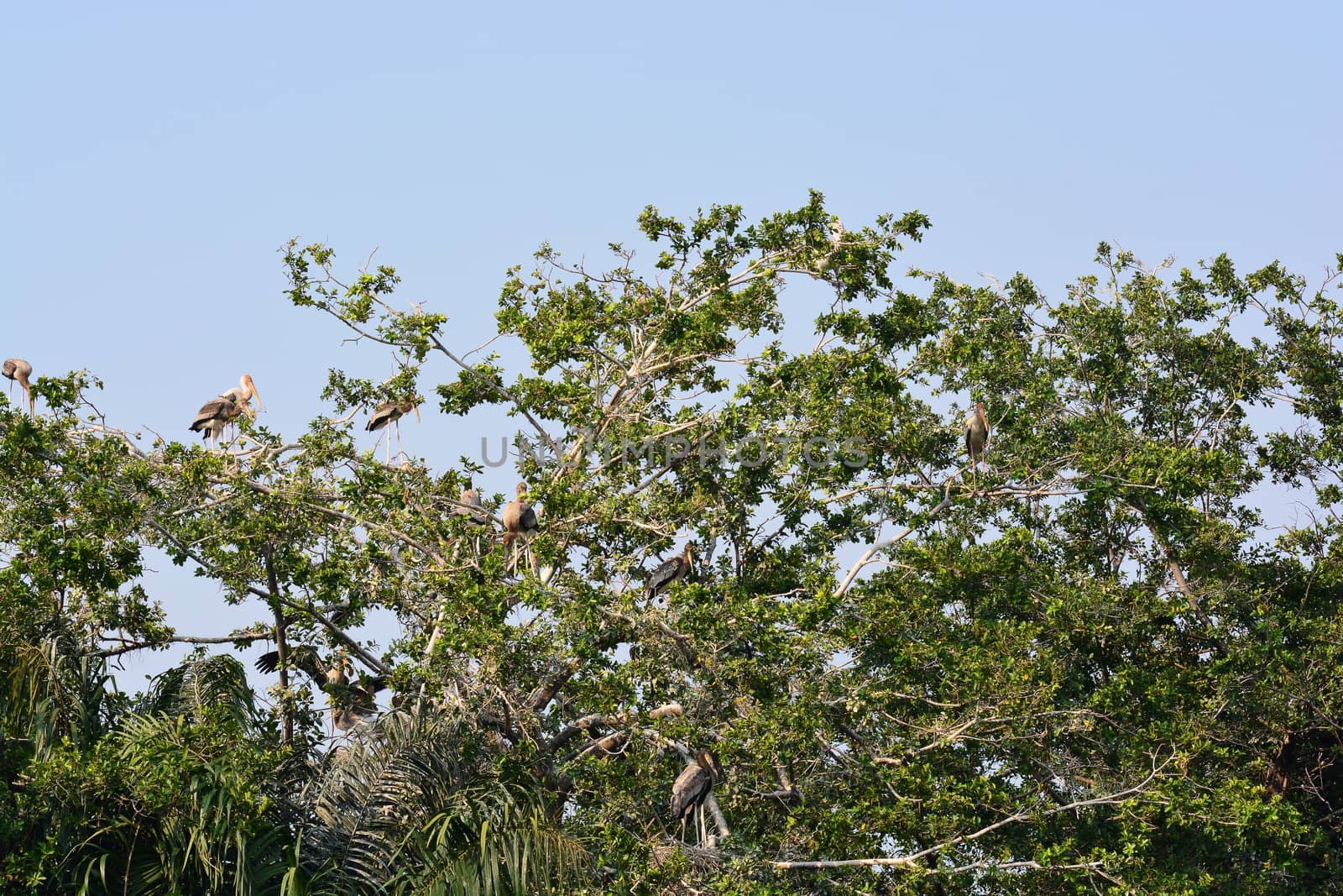 Painted stork on a tree