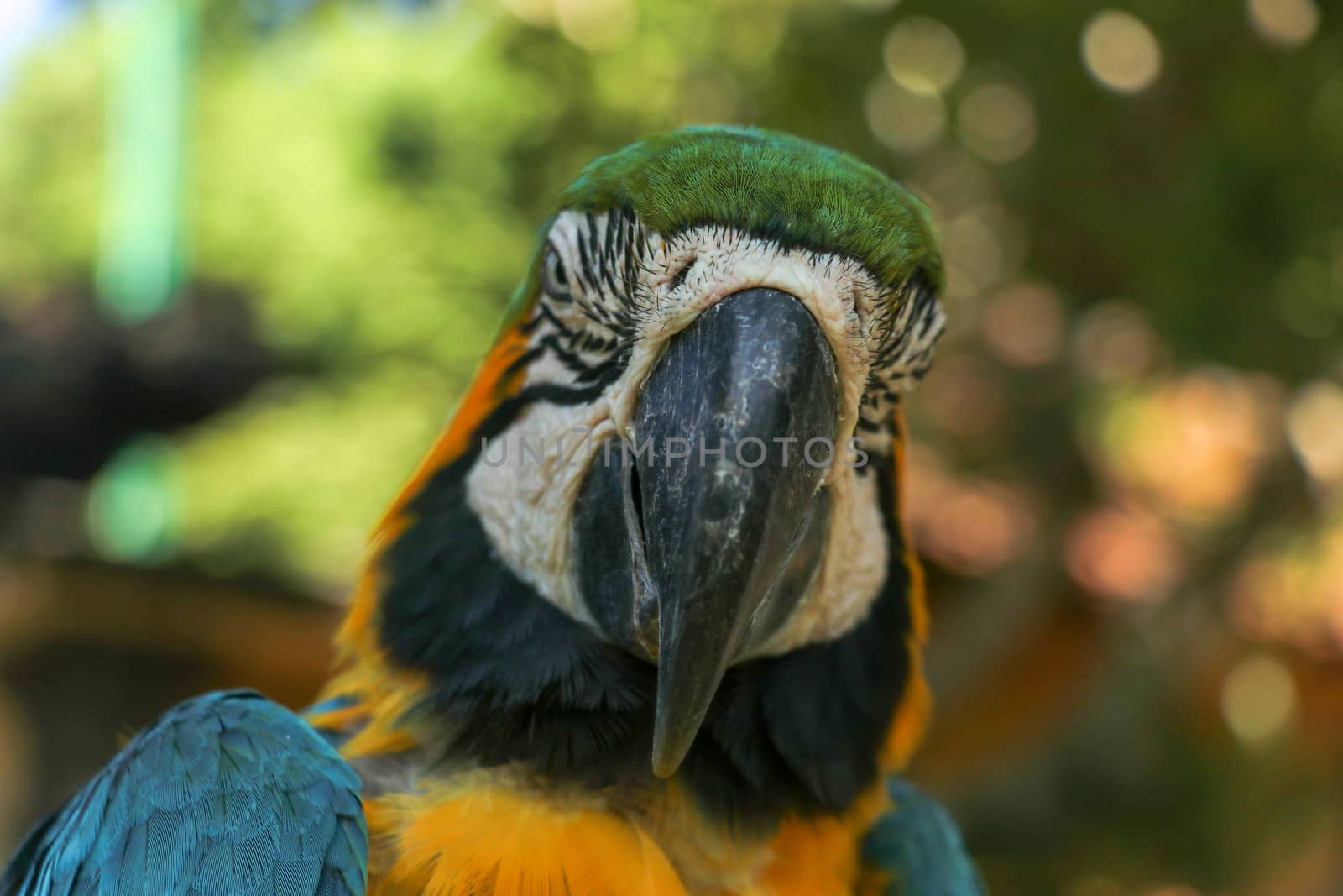 Close up portrait of blue and yellow macaw at Bali Bird Park ZOO. Blue-yellow macaw parrot portrait. Macro portrait of a beautiful Ara Ararauna. Exotic travel concept background Blue-and-Gold Macaw.