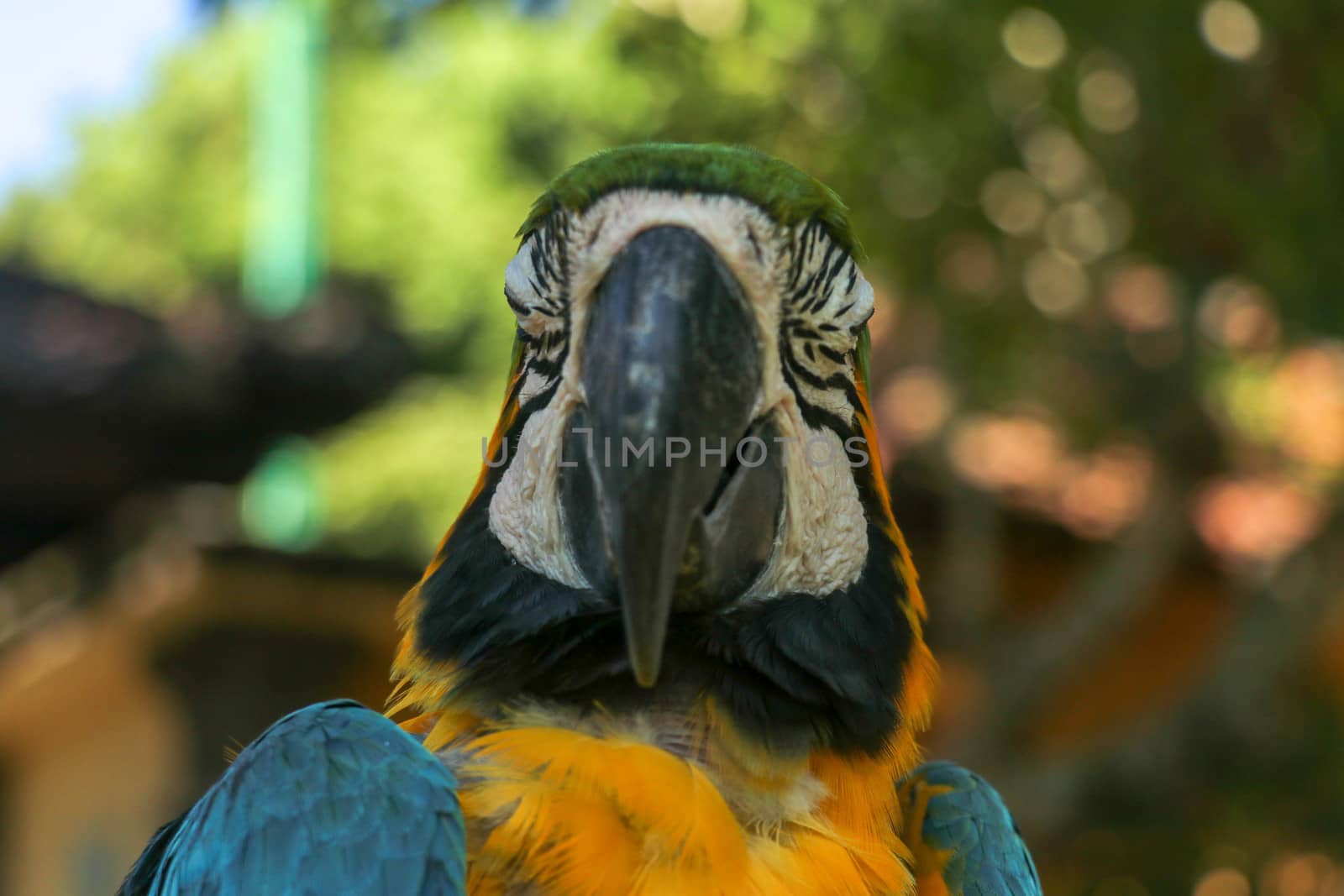 Close up portrait of blue and yellow macaw at Bali Bird Park ZOO. Blue-yellow macaw parrot portrait. Macro portrait of a beautiful Ara Ararauna. Exotic travel concept background Blue-and-Gold Macaw.