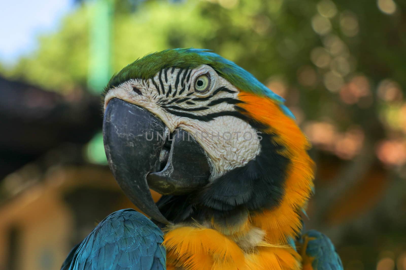 Close up portrait of blue and yellow macaw at Bali Bird Park ZOO. Blue-yellow macaw parrot portrait. Macro portrait of a beautiful Ara Ararauna. Exotic travel concept background Blue-and-Gold Macaw.