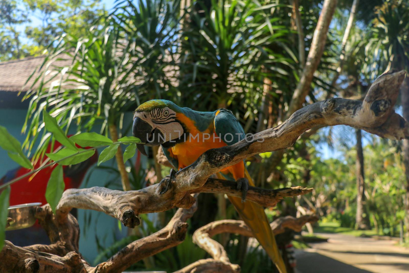 Beautiful colorful Ara Ararauna sitting on dry branch at Bali bird park zoo. Blue-and-yellow macaw or Blue-and-gold macaw with green flower in its beak. One of the most famous parrots of the world.