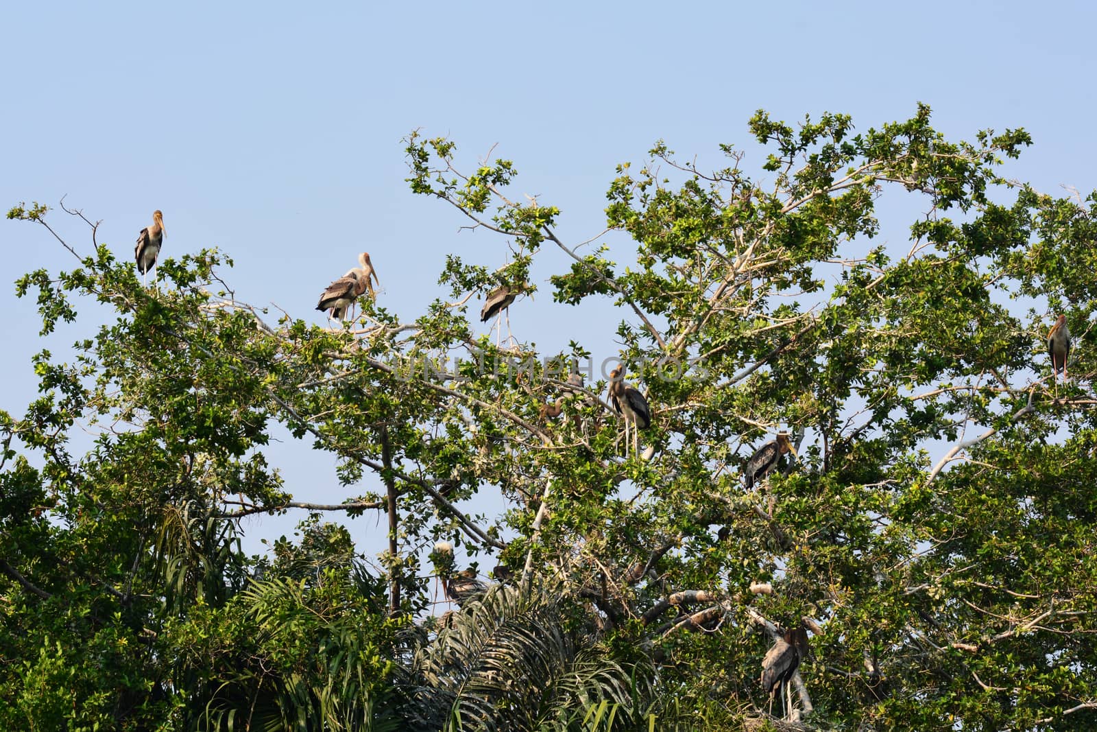 Painted Stork by ideation90