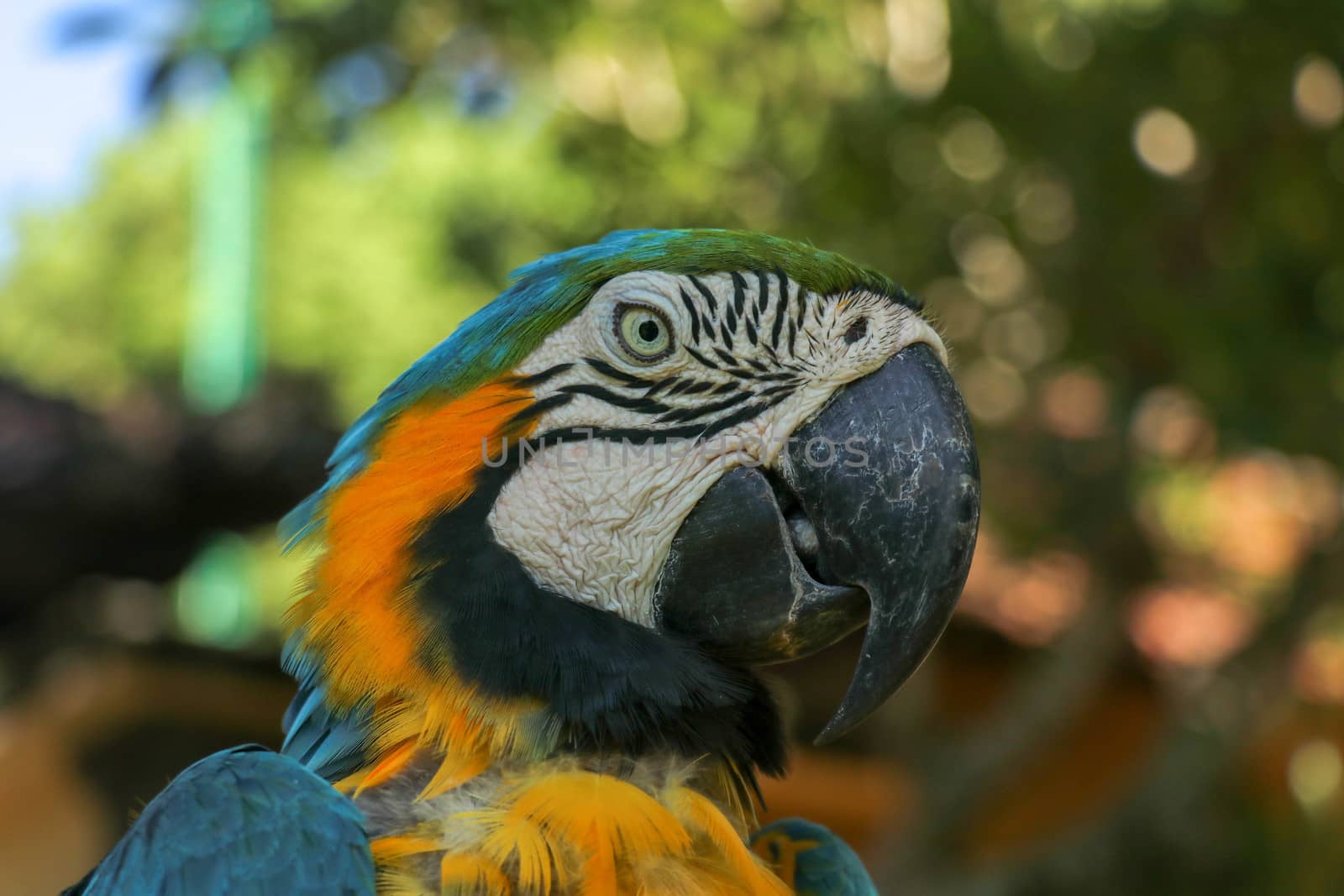 Close up portrait of blue and yellow macaw at Bali Bird Park ZOO. Blue-yellow macaw parrot portrait. Macro portrait of a beautiful Ara Ararauna. Exotic travel concept background Blue-and-Gold Macaw.