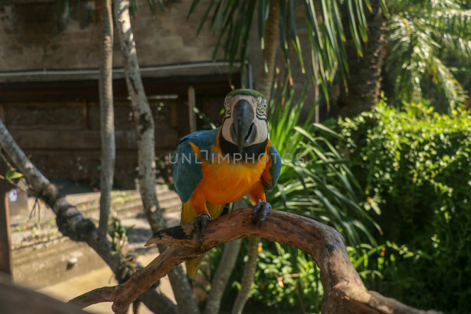 Close up portrait of blue and yellow macaw at Bali Bird Park ZOO. Blue-yellow macaw parrot portrait. Macro portrait of a beautiful Ara Ararauna. Exotic travel concept background Blue-and-Gold Macaw.