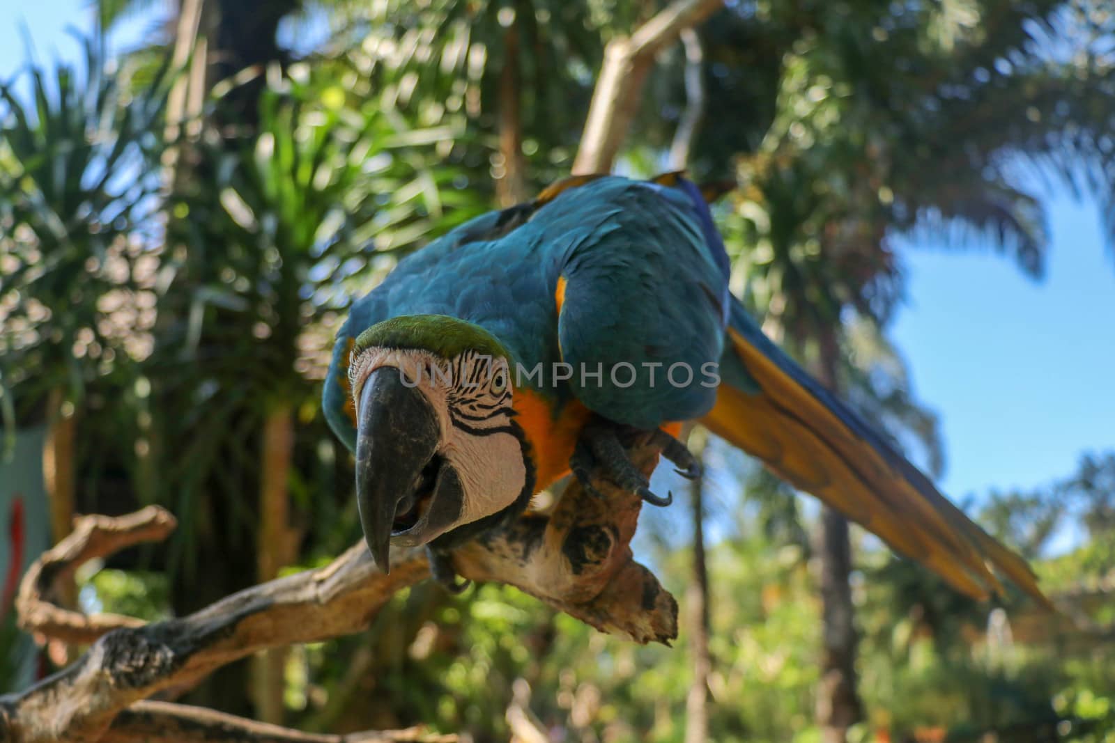 Beautiful colorful Ara Ararauna sitting on dry branch at Bali bird park zoo. Blue-and-yellow macaw or Blue-and-gold macaw with green flower in its beak. One of the most famous parrots of the world.