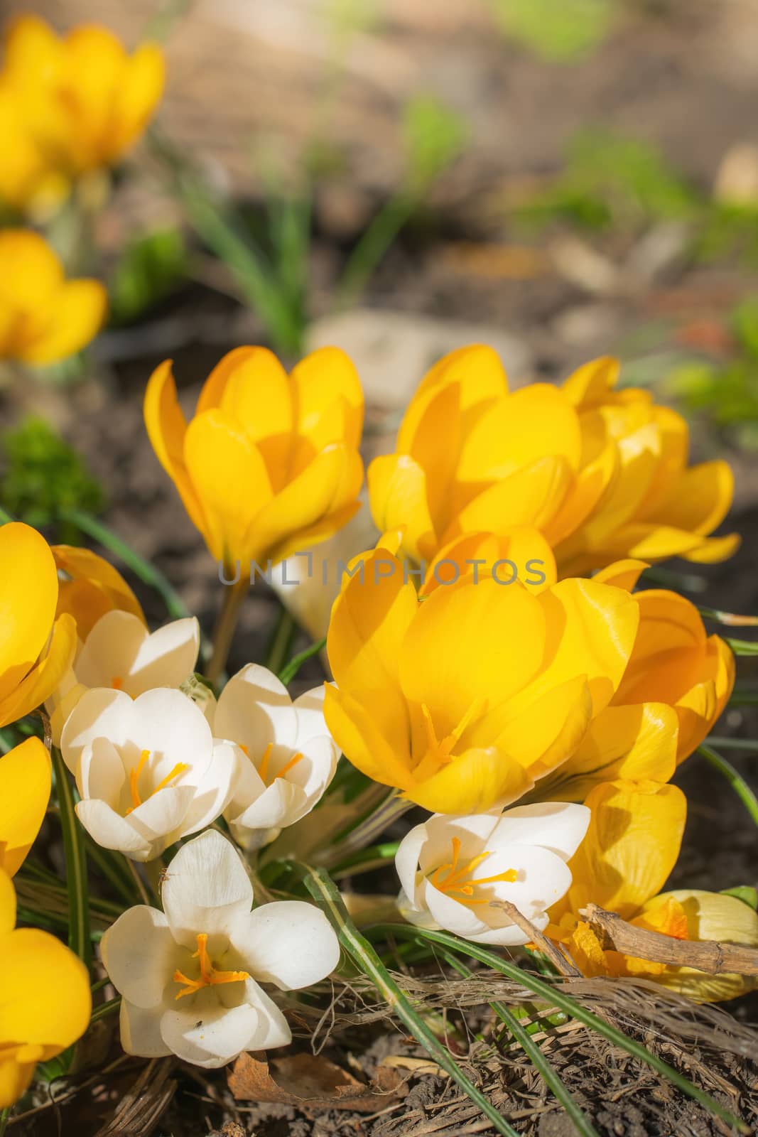 Fresh flowers of yellow crocus in spring in the garden.