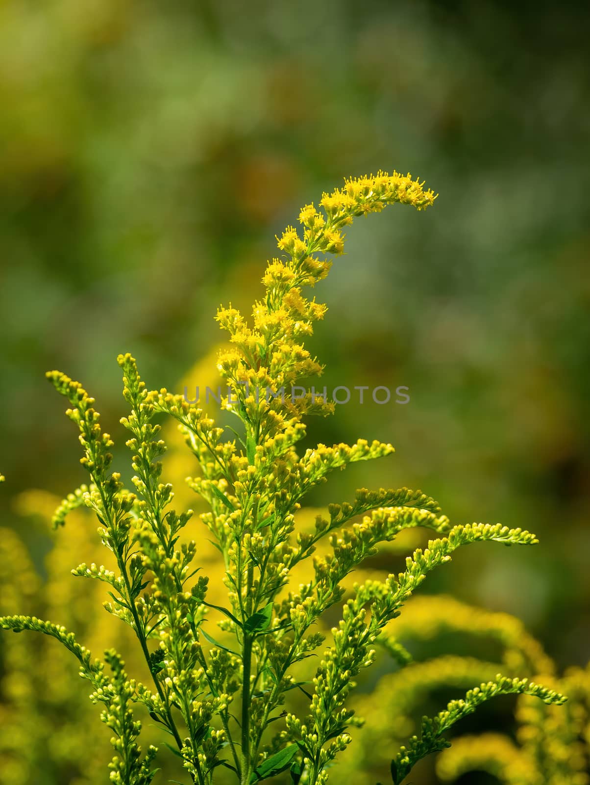 Flowering goldenrod - a medicinal, ornamental and honey plant.