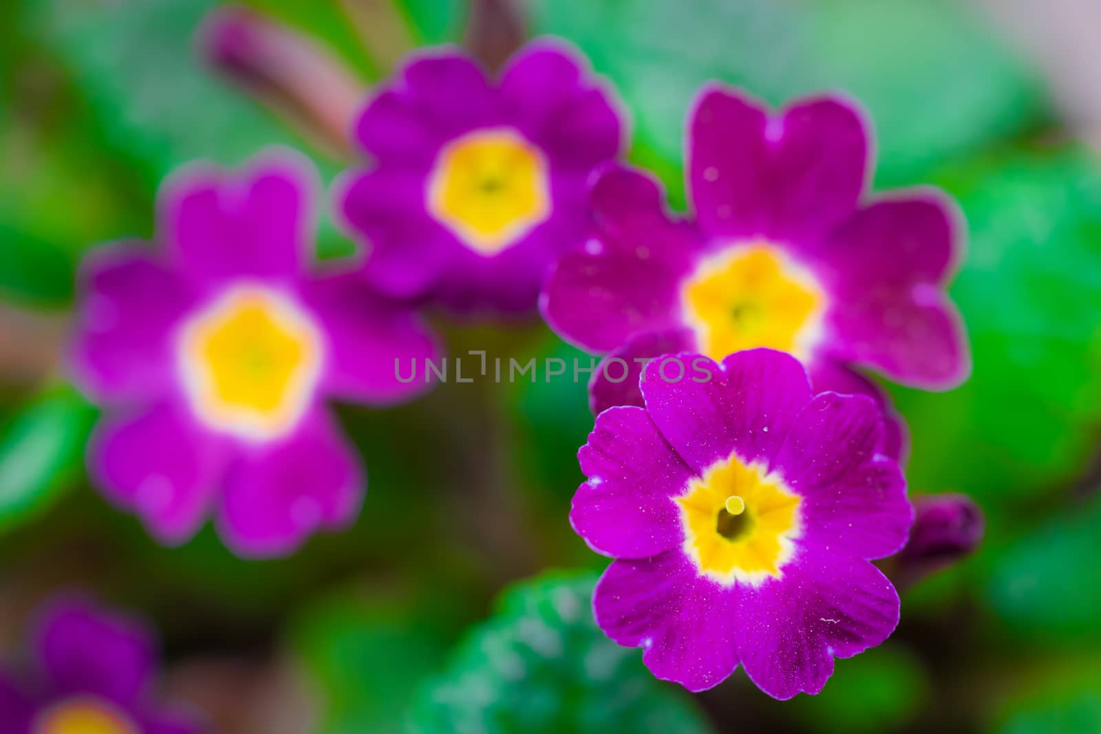 Perennial violet primrose or primula in the spring garden.