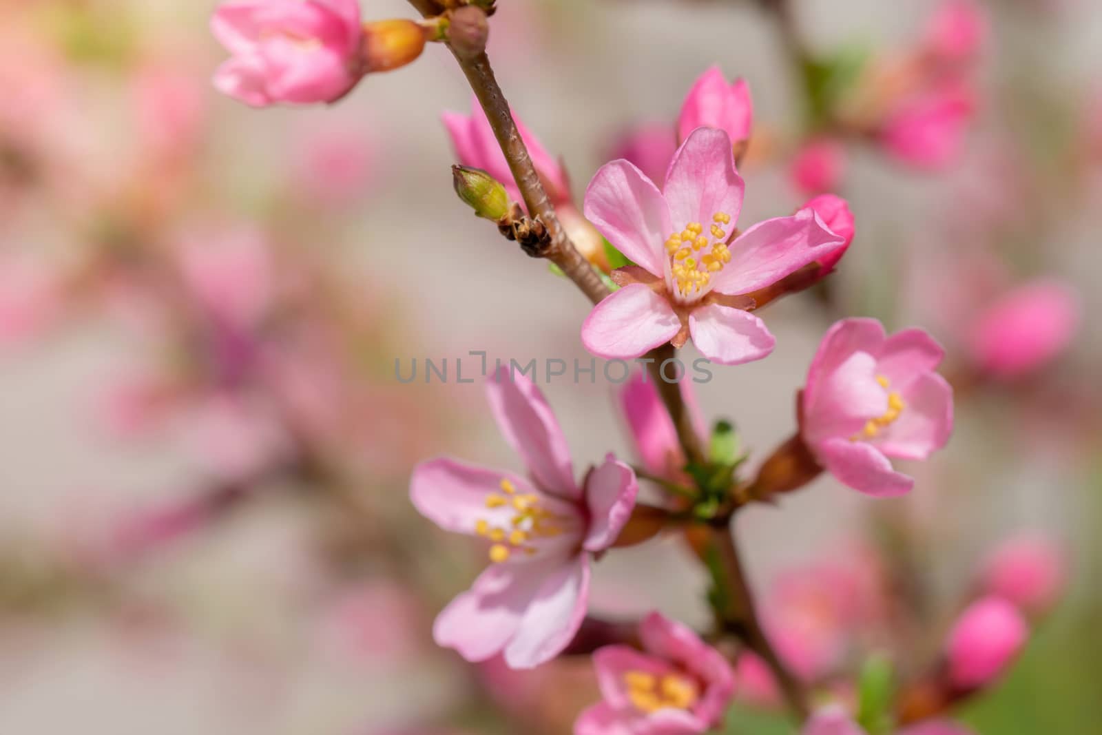 Spring flowering pink almond closeup in garden.