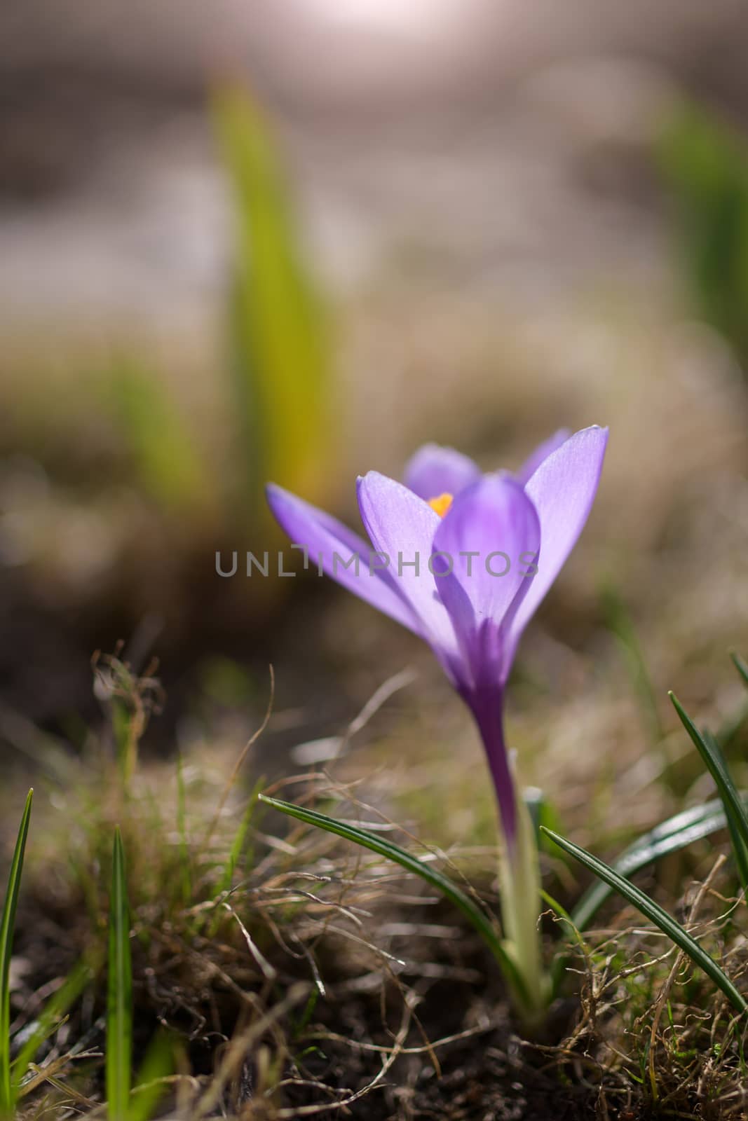Fresh flowers of purple crocus in spring in the garden.