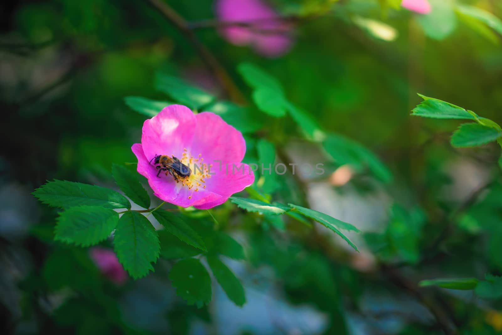Bee collects flower nectar of wild rose on a spring day.