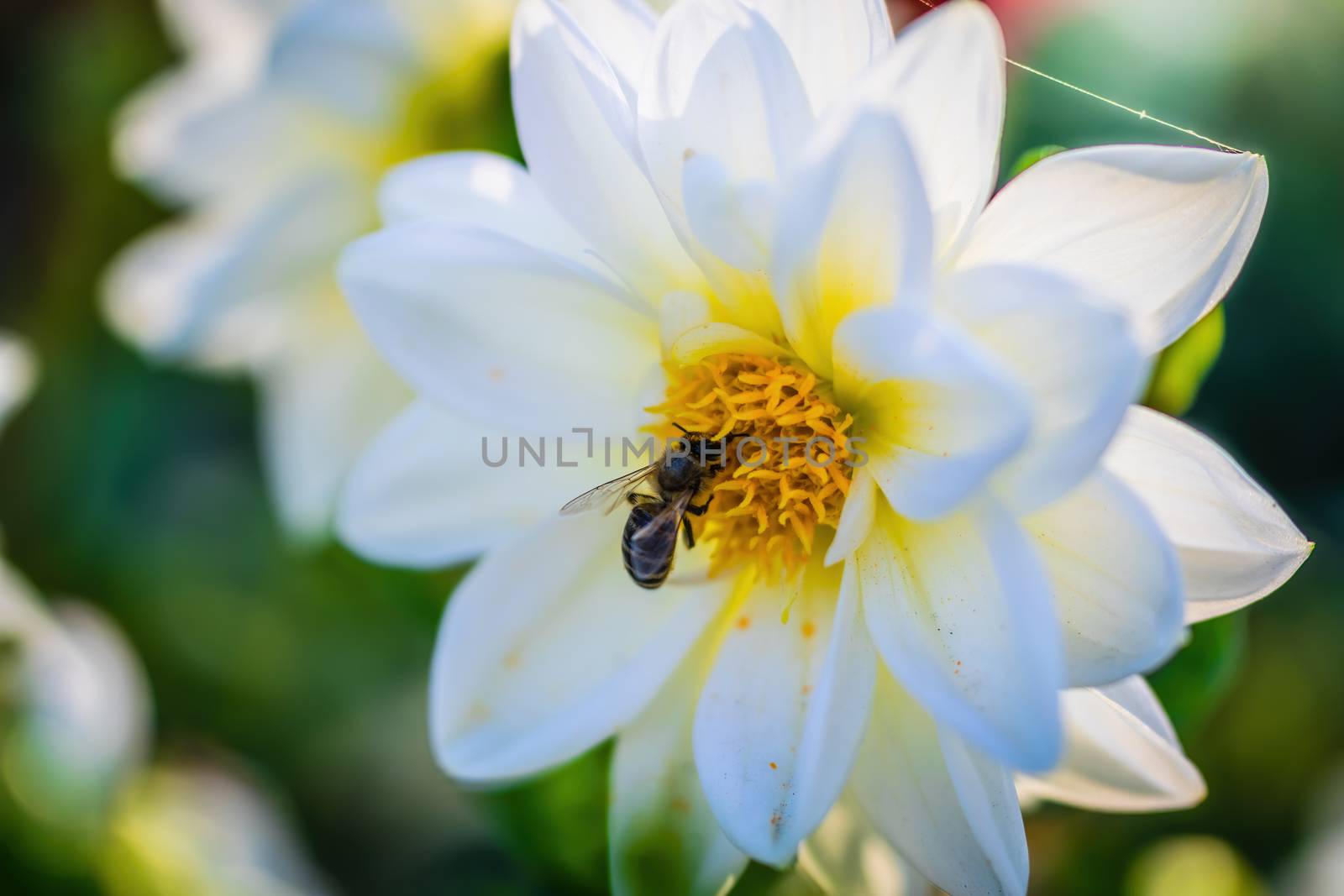 flowering white dahlias in the garden on a blurred background