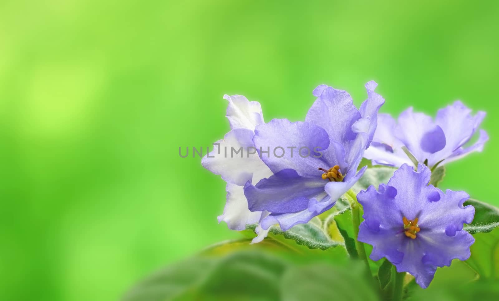 Image of violets close up on a beautiful soft background.
