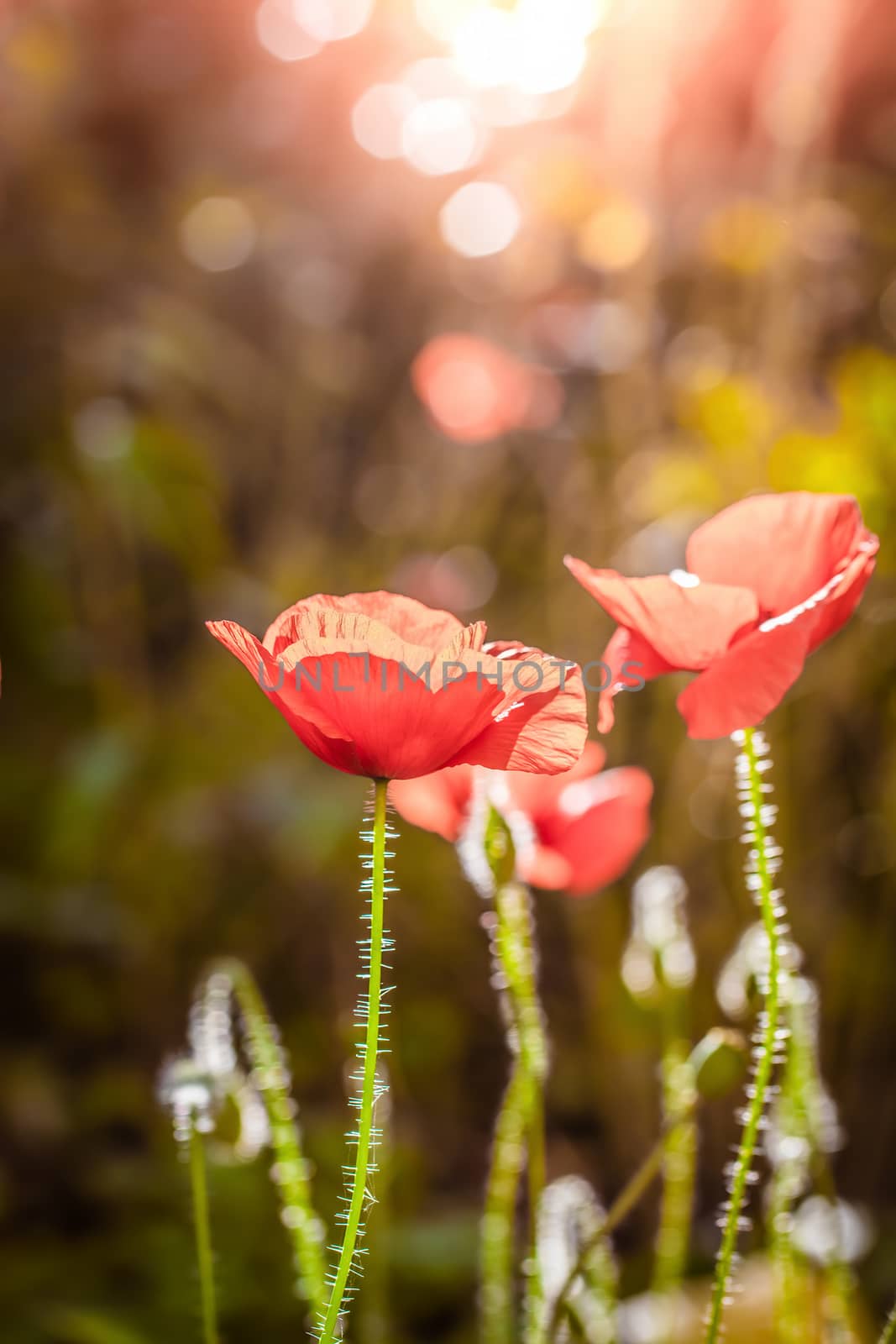 Red poppy flower against the rays of the setting sun on a summer day.