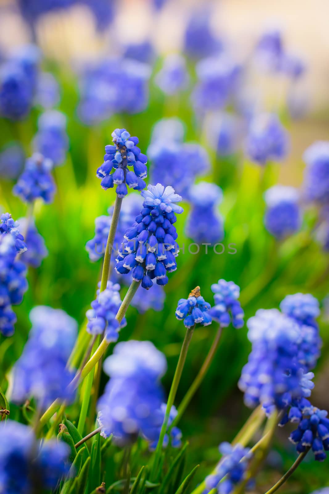 Beautiful spring flower muscari close-up in garden.