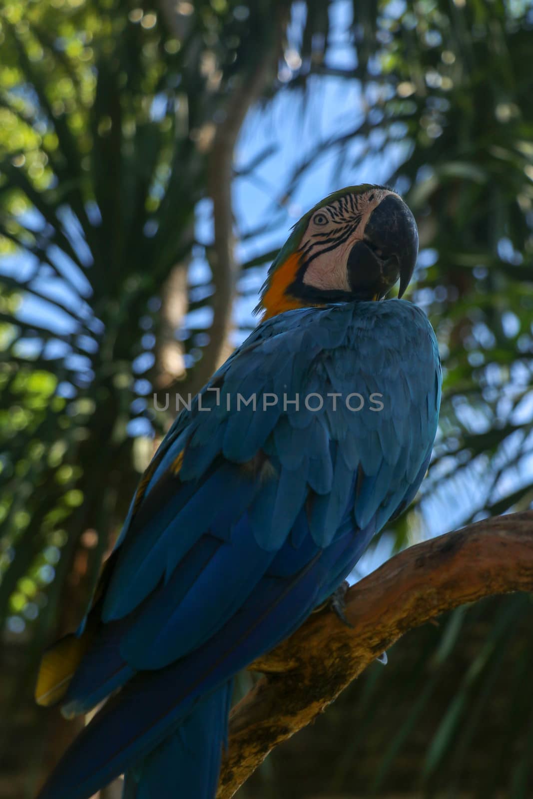Beautiful colourful Ara Ararauna over tropical background. Blue-and-yellow macaw at Bali bird park ZOO. Blue-and-gold macaw, bird of Psittacidae family. One of the most famous parrots of the world.