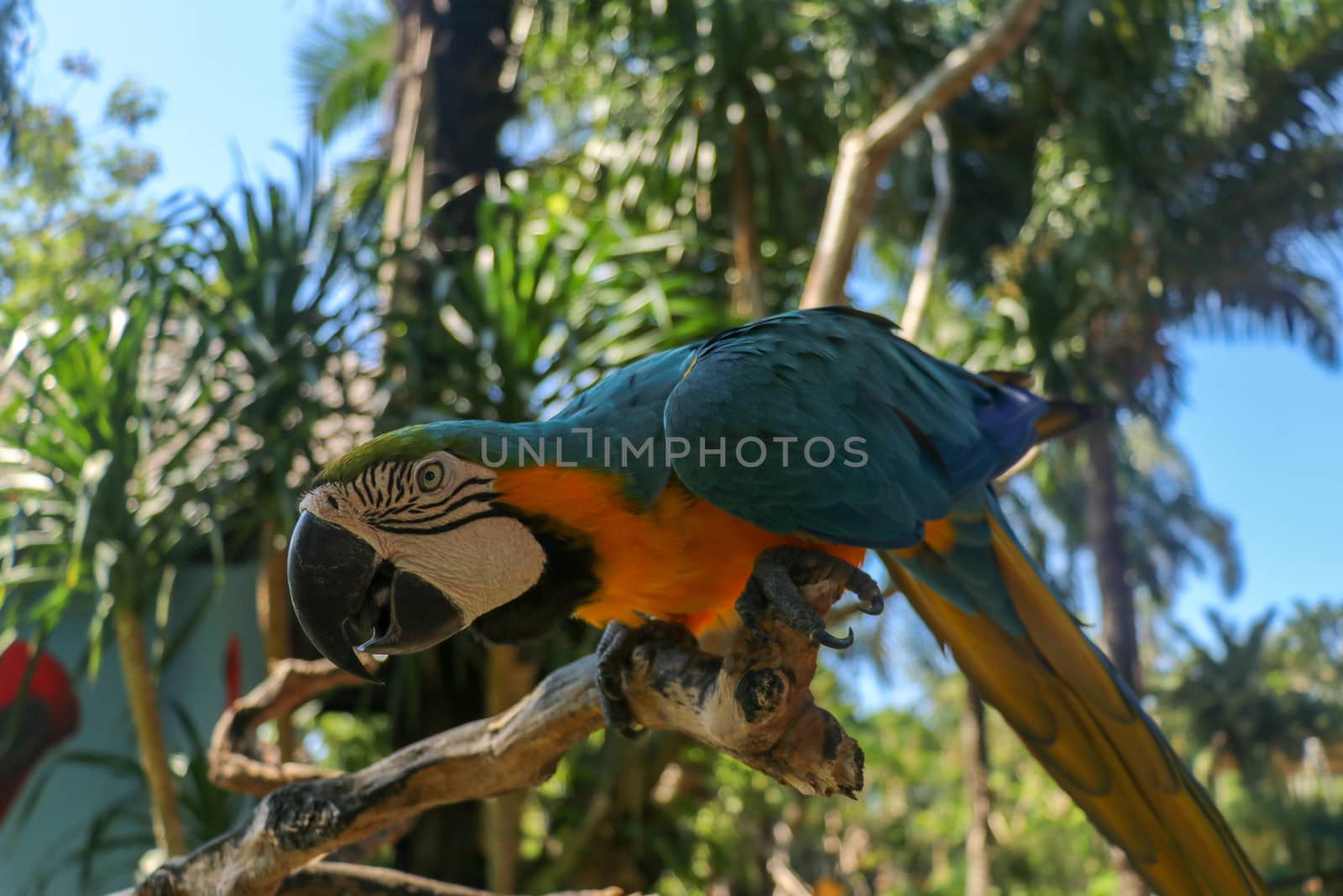 Close up portrait of blue and yellow macaw at Bali Bird Park ZOO. Blue-yellow macaw parrot portrait. Macro portrait of a beautiful Ara Ararauna. Exotic travel concept background Blue-and-Gold Macaw.