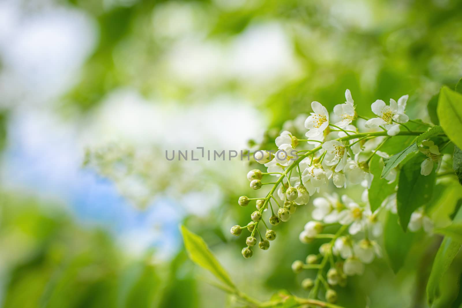 Branch of flowering bird cherry in white flowers on a spring sunny day.