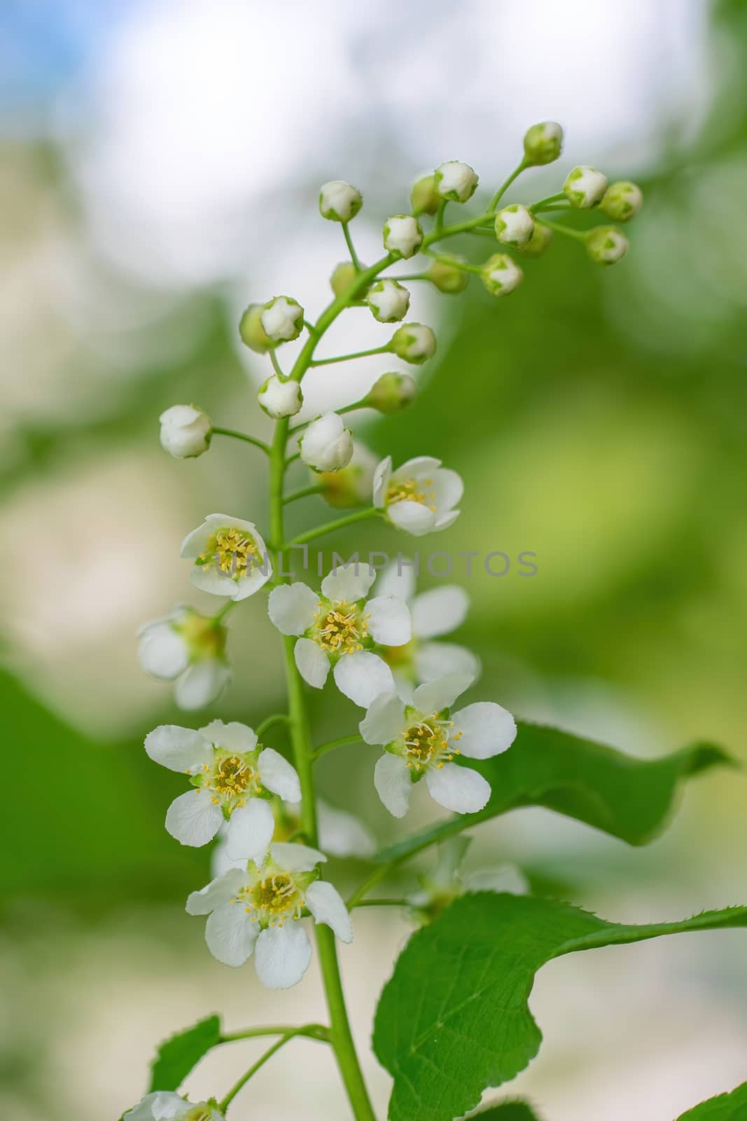 Branch of flowering bird cherry in white flowers on a spring sunny day.