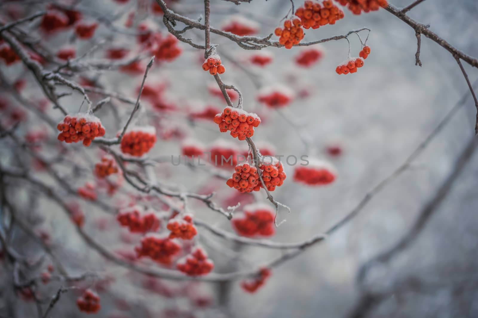 Snow-covered branches of red mountain ash on a cold winter day.