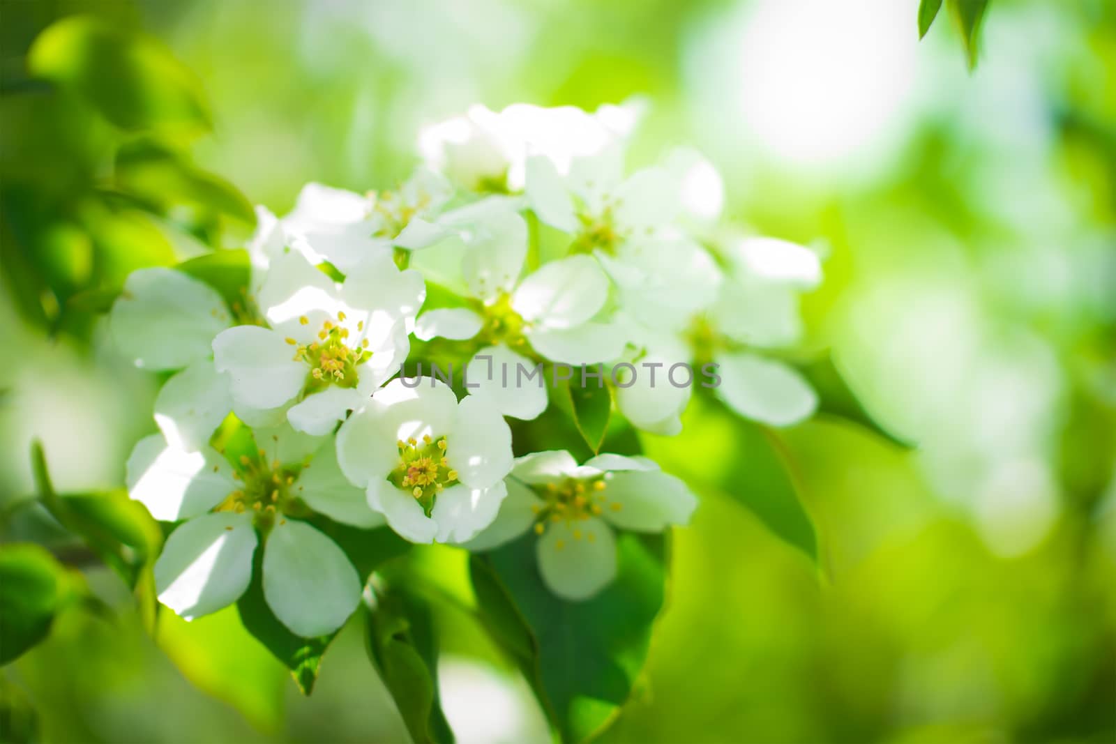Branch of a blossoming apple tree in white flowers against the sky