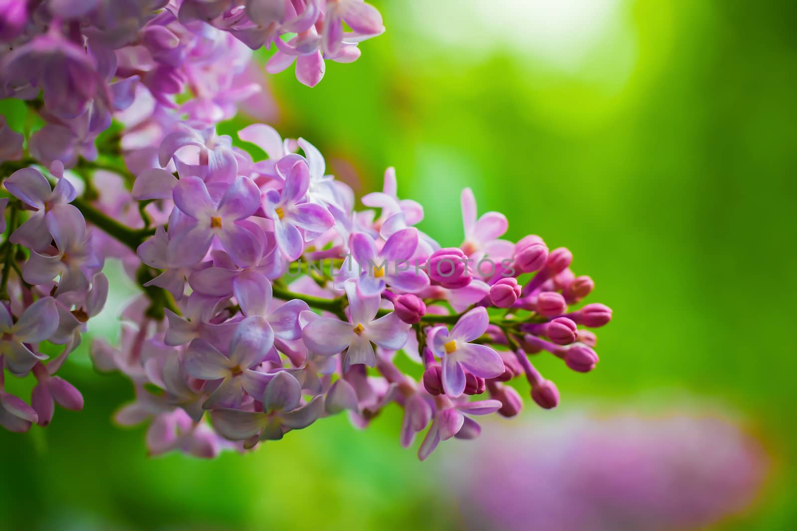 Branch of blossoming lilac on a sunny day close up on a blurred background.