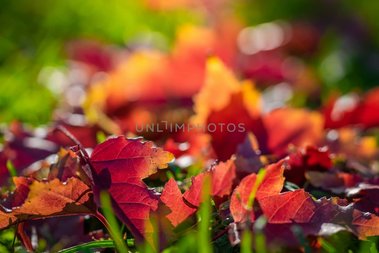 Maple leaves in various autumnal colors; Fall foliage