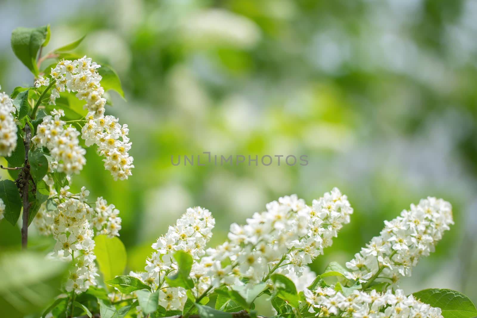 Branch of flowering bird cherry in white flowers on a spring sunny day.
