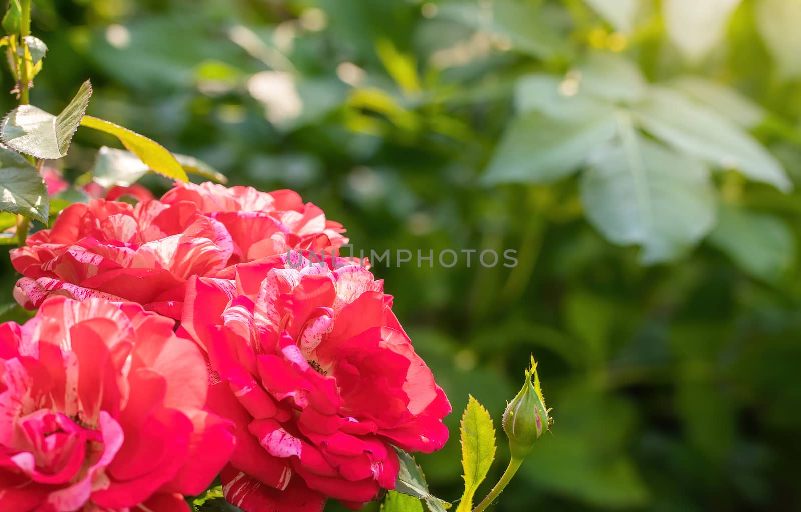 Rose flower close up on a green blurred background.