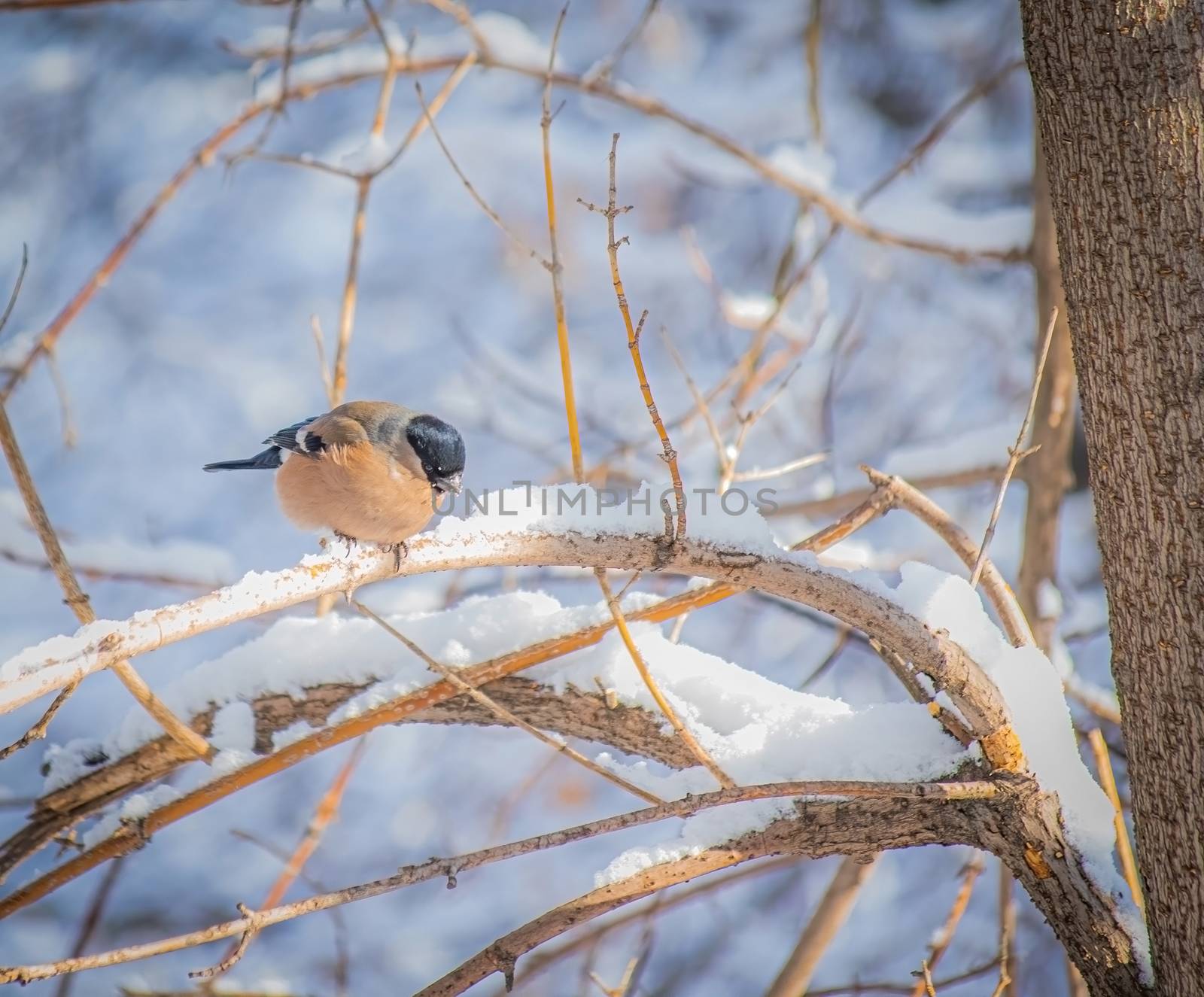 reddish chest bullfinch on a snow winter day sitting on a tree branch.