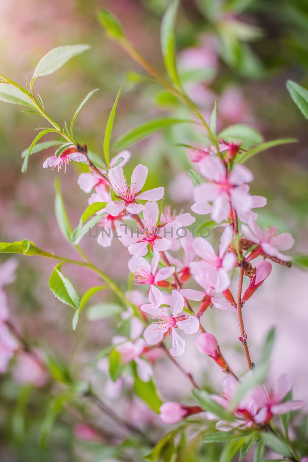 Flowering pink almond close up