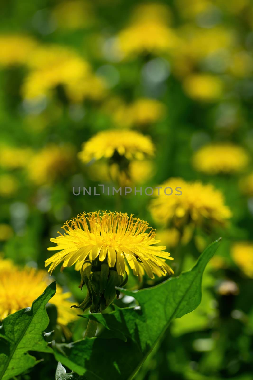 Dandelions close up on a blurred background.