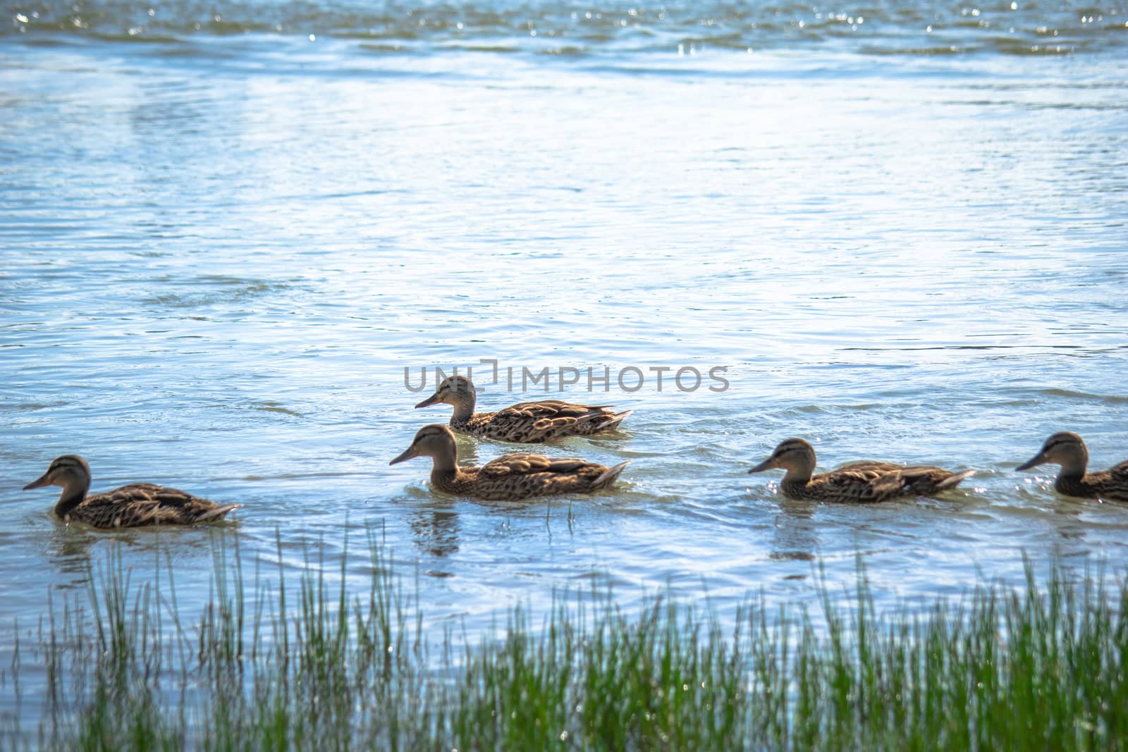 Wild ducks on a summer sunny day in the river.