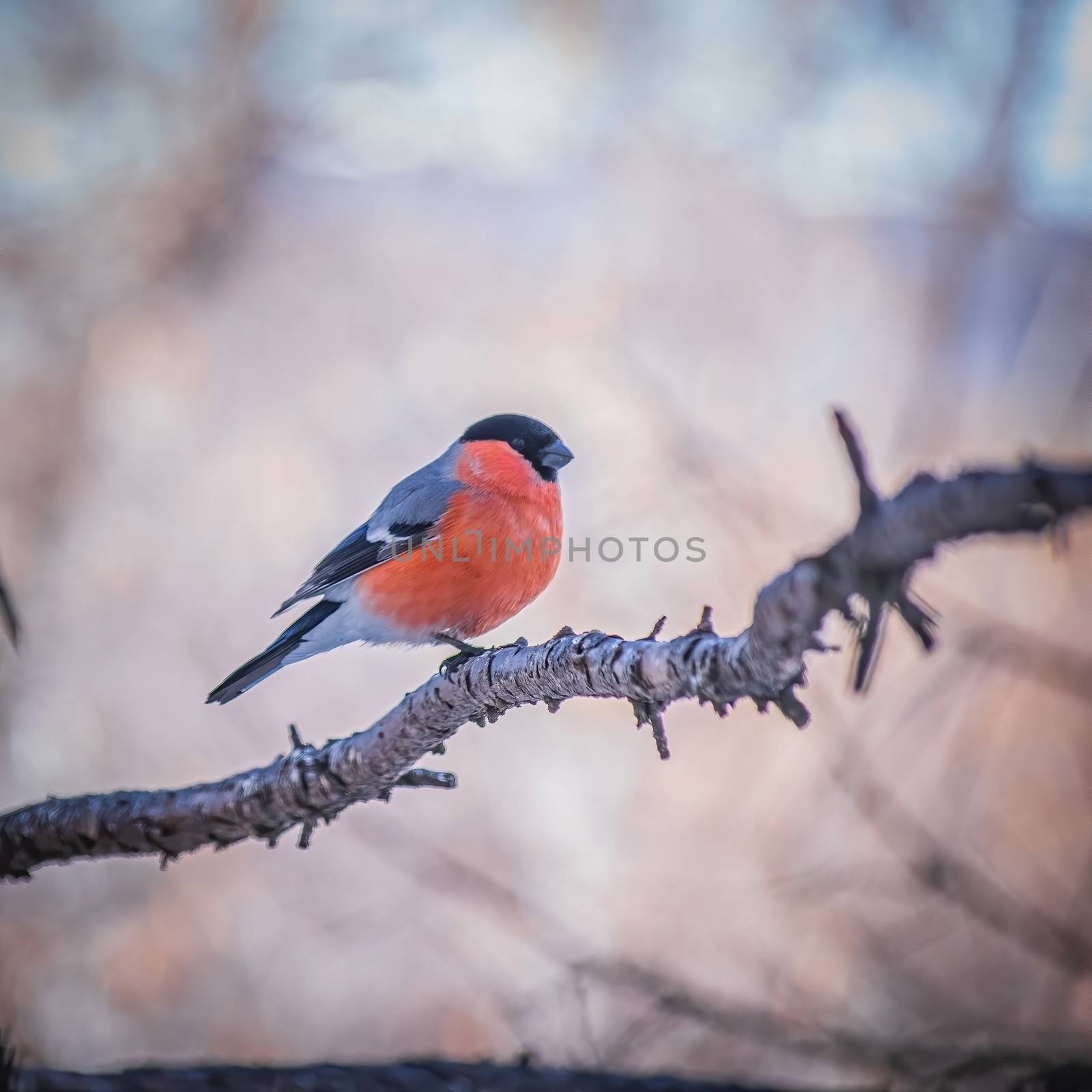 reddish chest bullfinch on a winter day sitting on a tree branch.