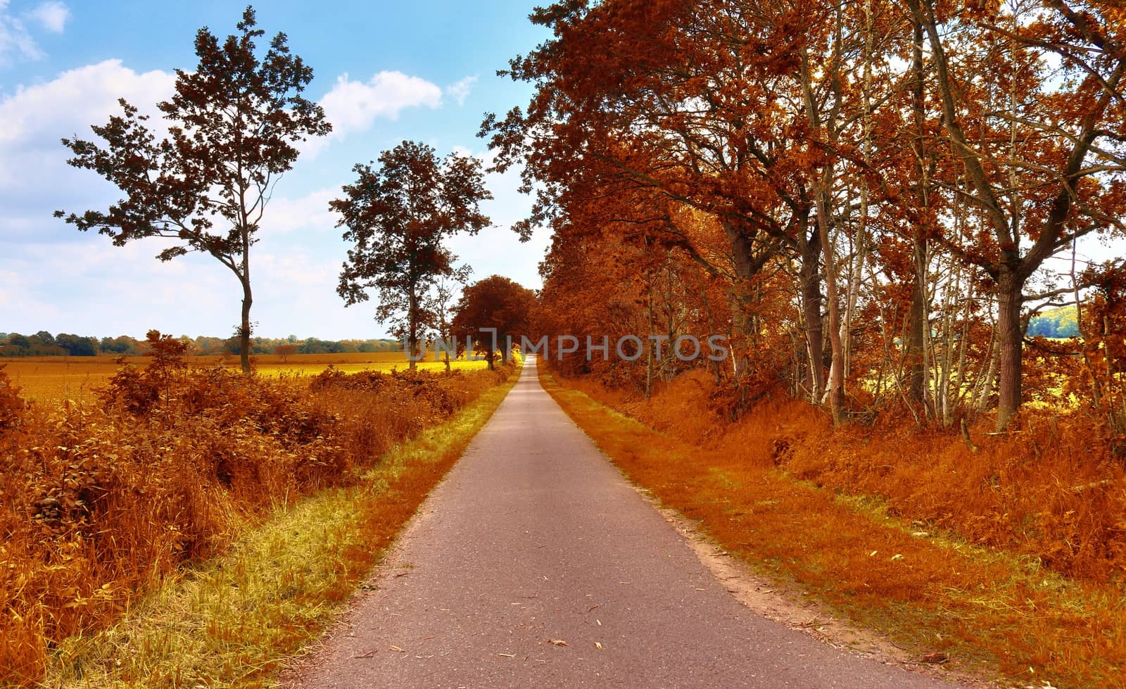 Beautiful panorama view on a golden autumn landscape in the middle of october