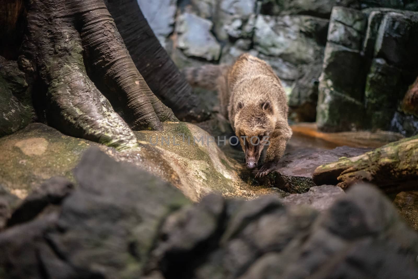 Ringtailed coati at Osaka Aquarium Kaiyukan, Japan by Songpracone