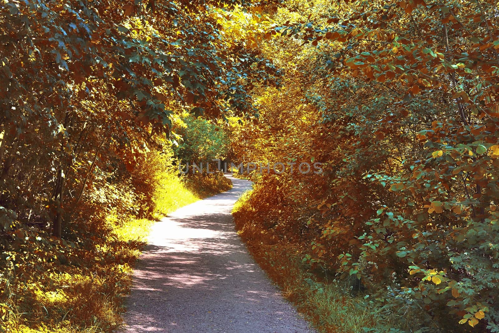 Beautiful panorama view on a golden autumn landscape in the middle of october